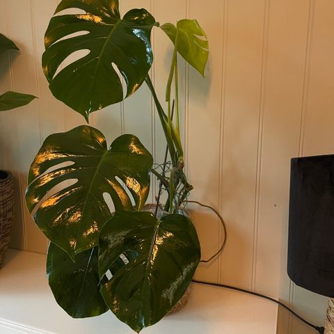 Monstera med potte