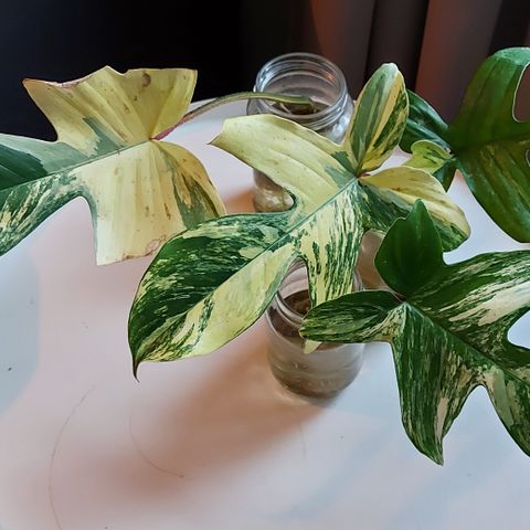 Philodendron Florida Beauty stiklinger