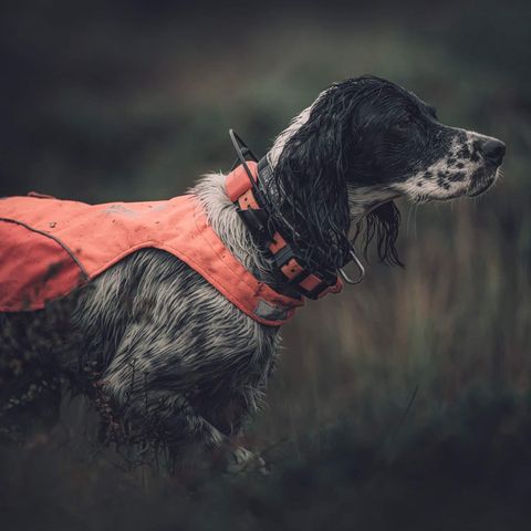 Engelsksettervalp - hannhund