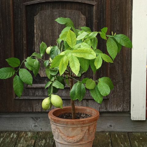 Vakkert sitrontre (Citrus limon) med modnende frukter