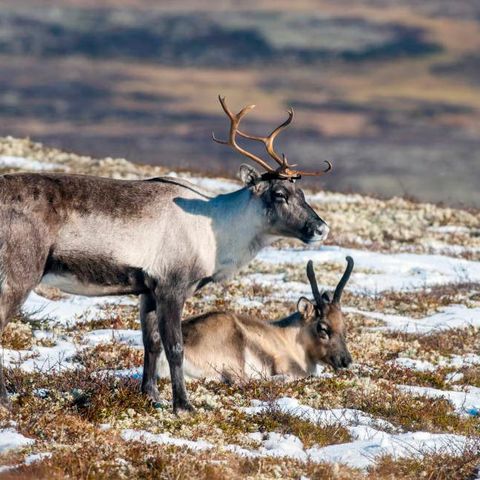 Kalvekort Rondane sør