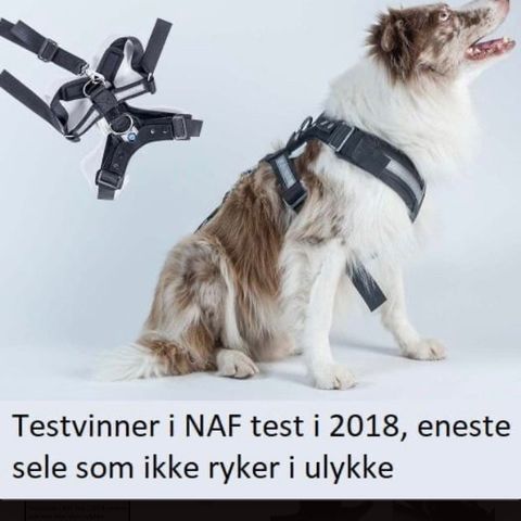 Ny ubrukt Allsafe safety sele L