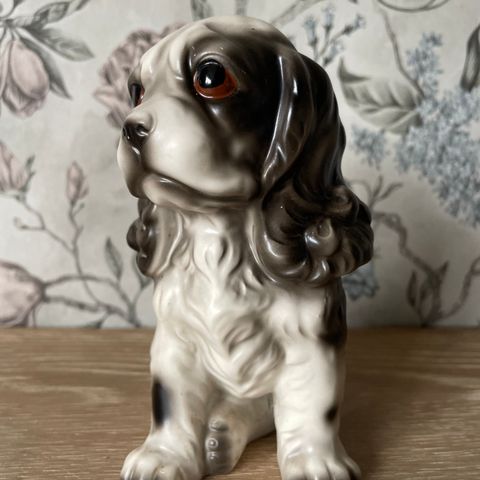 Cocker spaniel