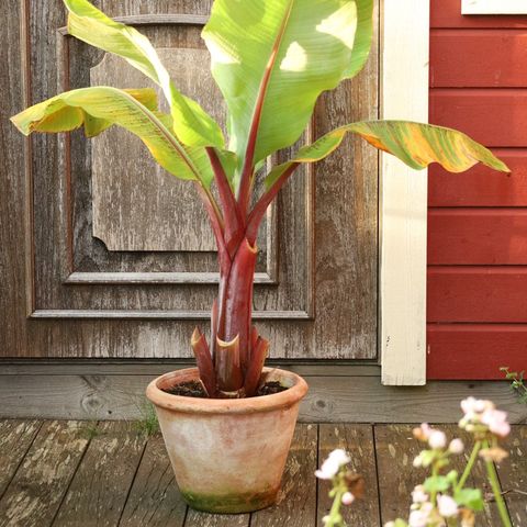 Ensete ventricosum banana plante