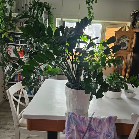 zamioculcas 4 år gammel med potte