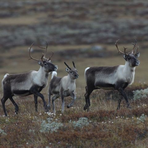 Fritt dyr under 50kg, Rondane sør