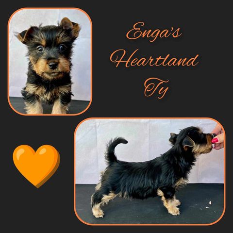 Silky Terrier valper til salgs, leveringsklare.