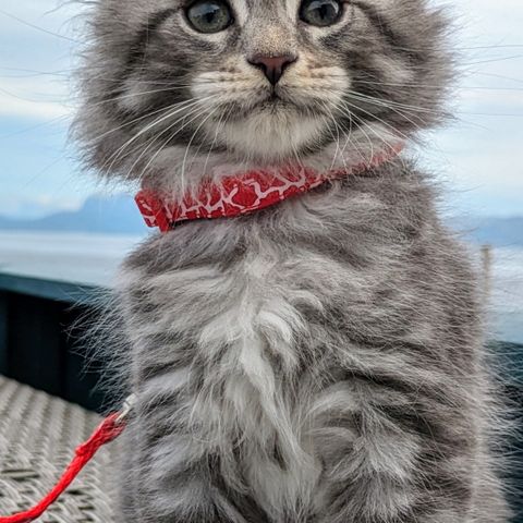 Nydelige Maine Coon kattunger selges ink kastrering