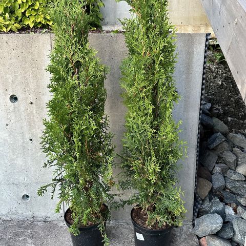 Thuja Brabant 80-100cm