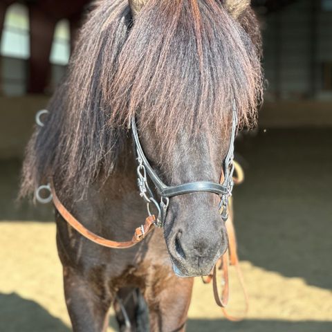 Micklem Competition svart strl. Cob