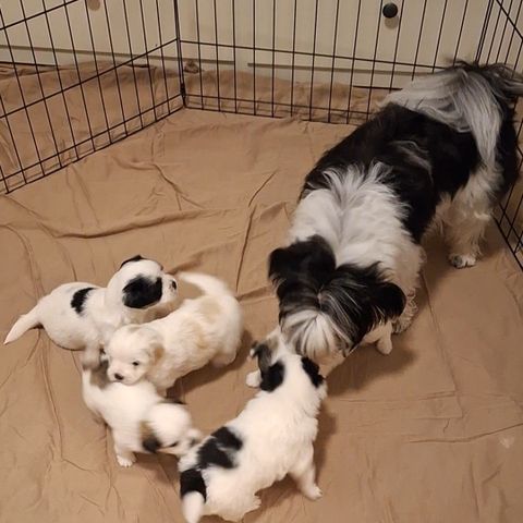 Shih-Tzu/Cotton de Tuléar valper