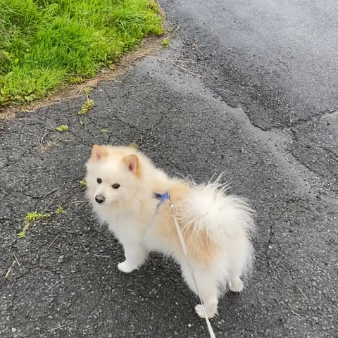 Nydelig Fox Pomeranian trenger nytt hjem.