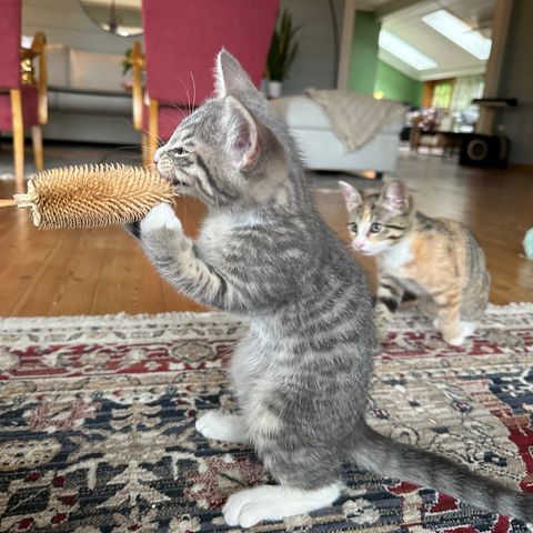 Nydelig kattunge - jente - selges, 12 uker gammel