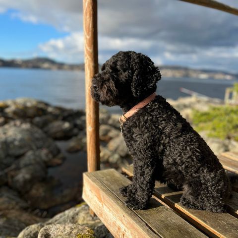 Cockapoo valper ventes