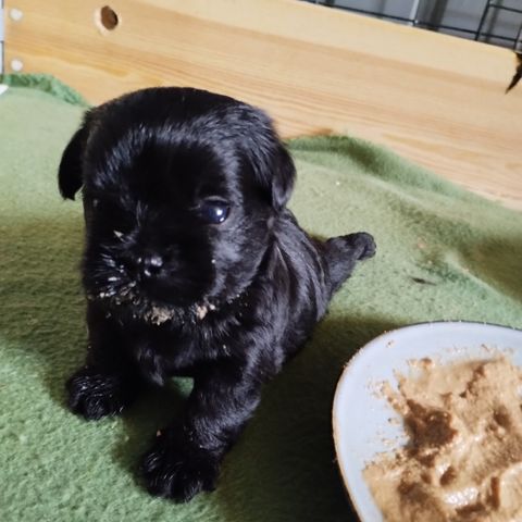 Affenpinscher tispe valper