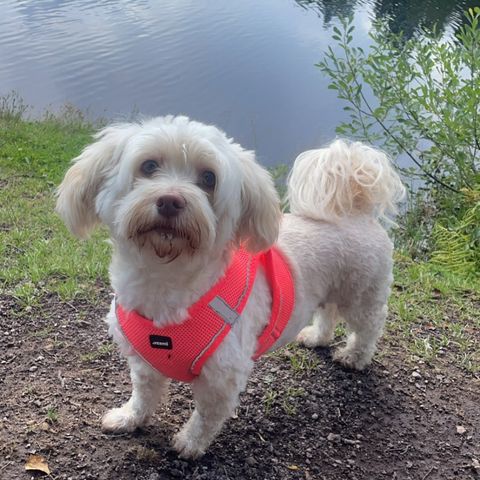 Bichon Havanais valper  sjokoladebrune reg i NKK