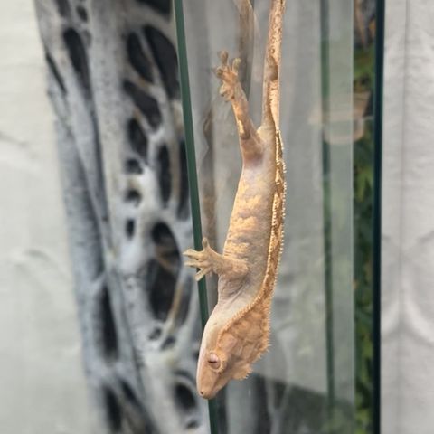 4stk crested gecko