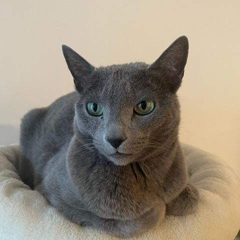 Rasekatt Russian blue han katt søker nytt hjem.