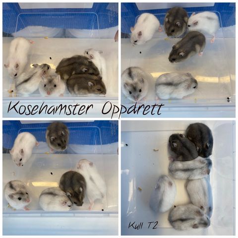 Renartet vinterhvite dverghamster gutter m/stamtavler fra Kosehamster ( 2 igjen)