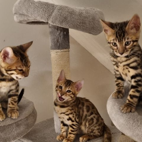 Bengal kattunger selges