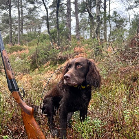 Wachtel hannhund søker fôrvert