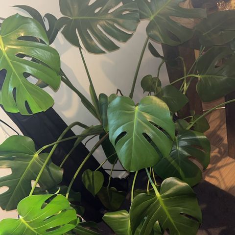 Monstera