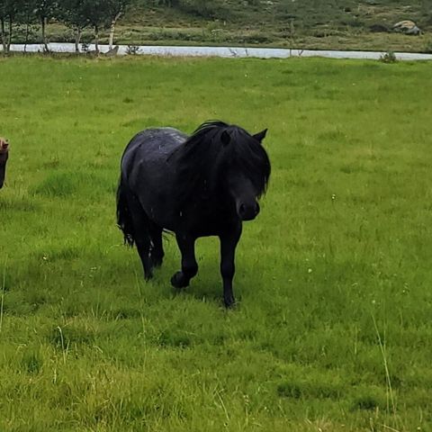 Vallak med utstråling!