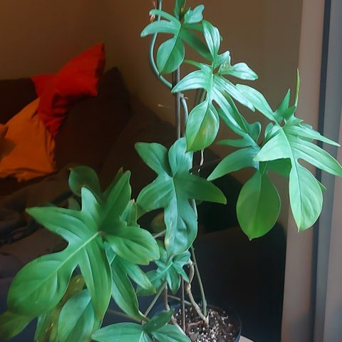 Philodendron Pedatum (to planter)