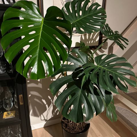 Stor flott Monstera