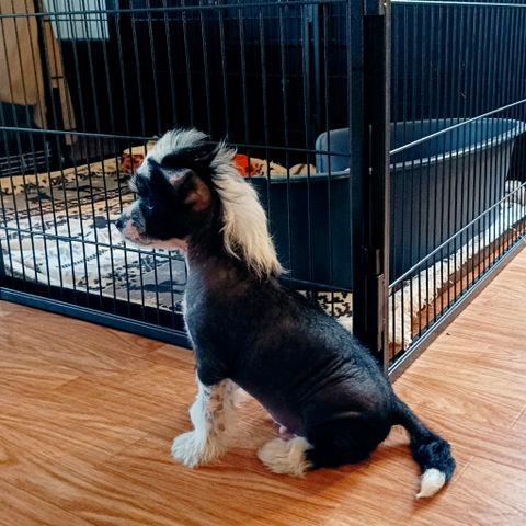 Obsidian - NAKENGUTT - Chinese crested