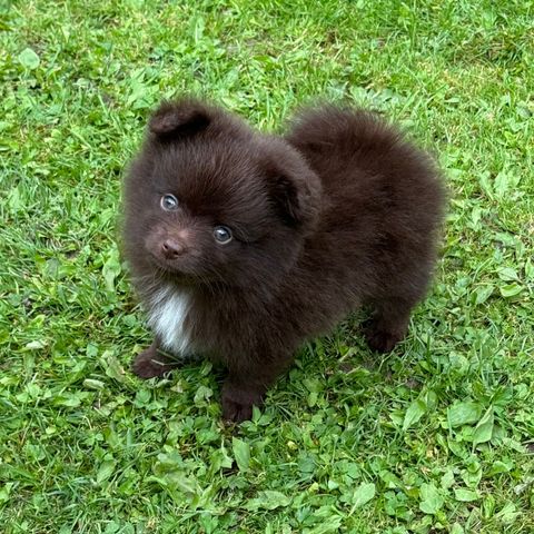 Leveringsklar renraset pomeranian gutt med stamtavle