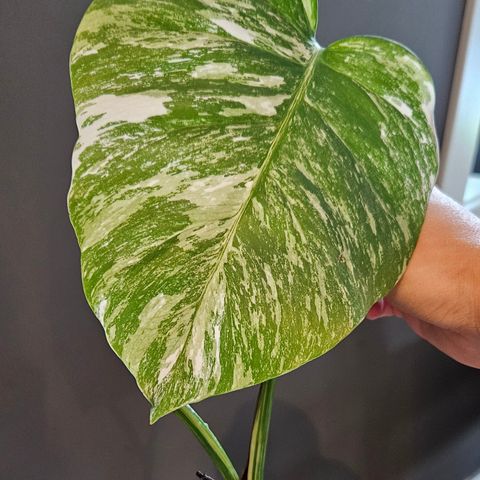 Monstera variegata stikling