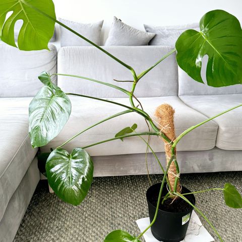 Monstera