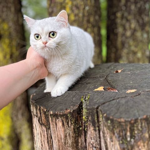 Britisk korthår -Hun😻