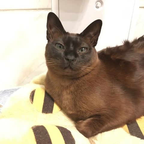 Tonkinese hun-katt søker nytt hjem