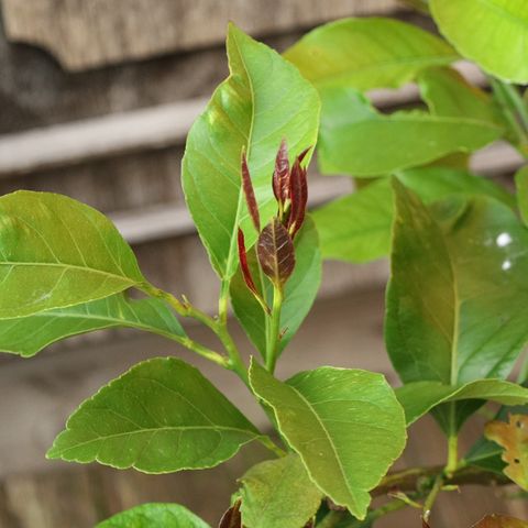 Citrus latifolia Lima verde sitrus plante tre