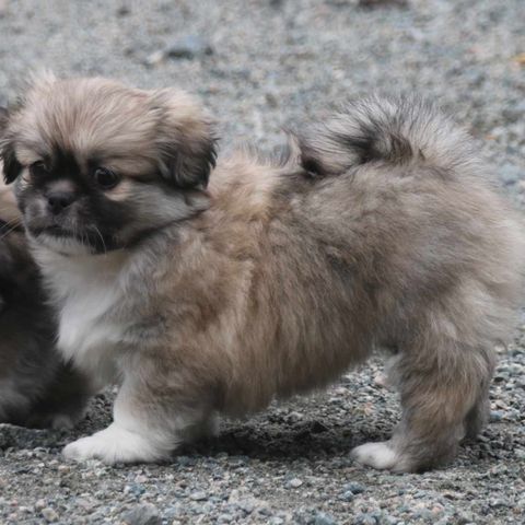 Tibetansk spaniel valper