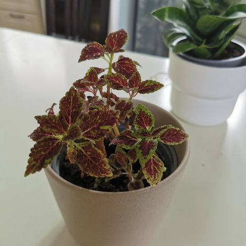 Liten coleus ser etter nytt hjem