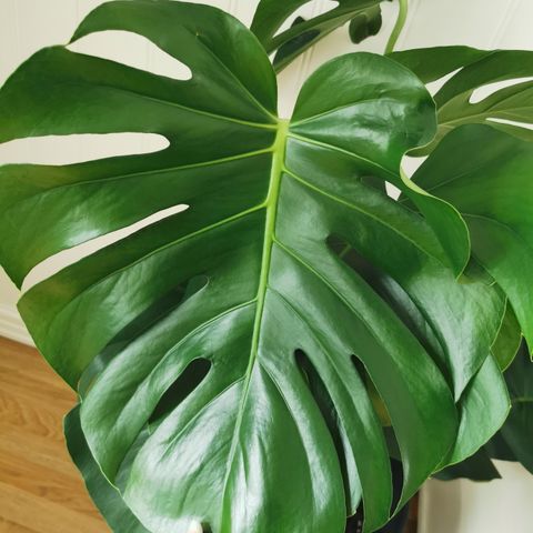 Stor monstera