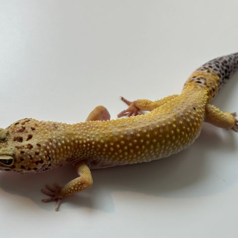 Leopard gekko jenta voksen