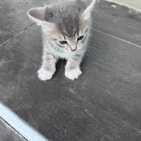 Fine kattunger selges klar for levering i oktober