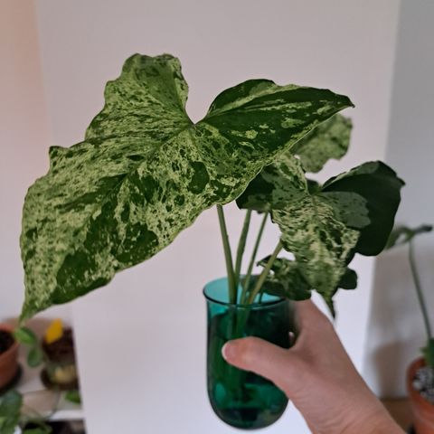 Reservert: Syngonium mojito