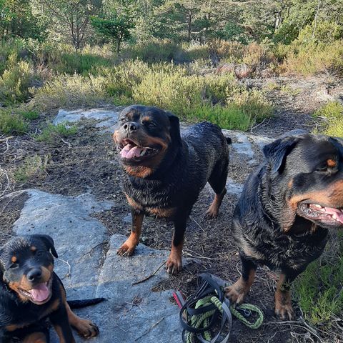 Rottweiler kennel ,,VOM UFER DER ELBE ''