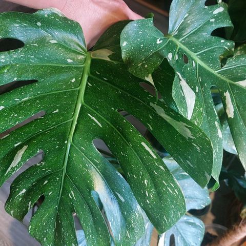 Monstera Thai Constellation stikling