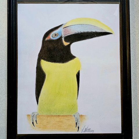 "Green Aracari" pastell