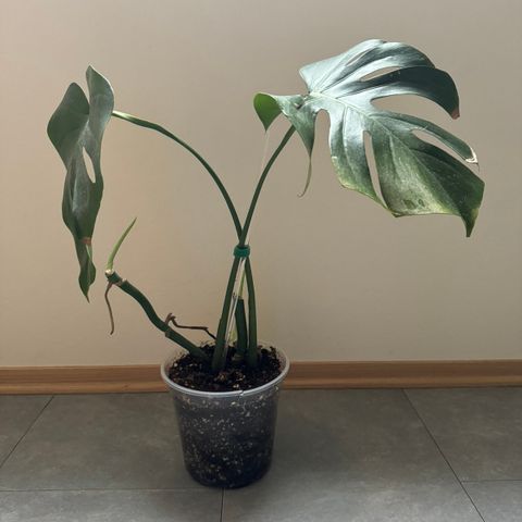 Monstera plante, etabelert top stilking