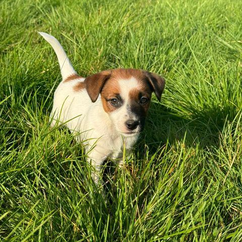 Jack Russell Terrier valper