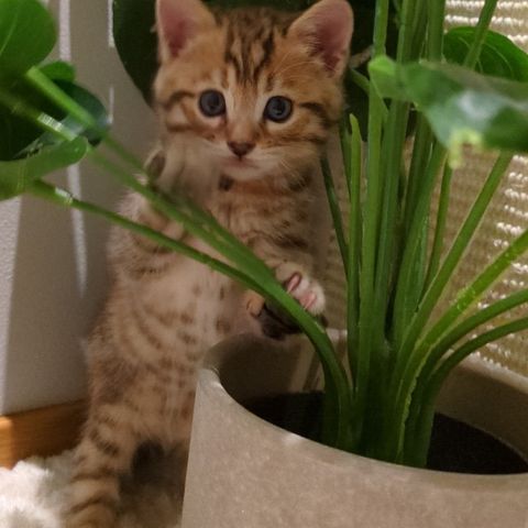 50% Bengal kattunger