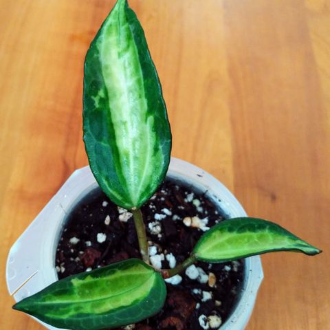 Hoya latifolia "Pot of Gold" - plante m. 2 noder, 3 blader og ny vekst på vei.