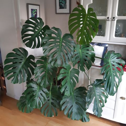 Stor og fint Monstera